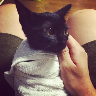 生後2ヶ月の人懐っこい黒猫です！