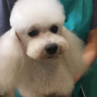 他犬舎から引き取ったワンちゃんの里親募集