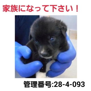 小さな命を救って下さい①助けて下さい!