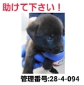 小さな命を救って下さい②助けて下さい!