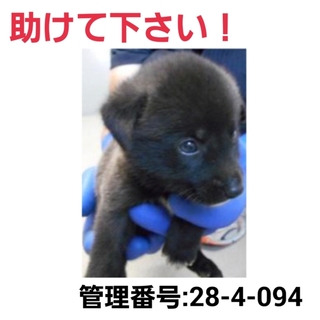 小さな命を救って下さい②助けて下さい!