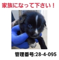 小さな命を救って下さい③助けて下さい!