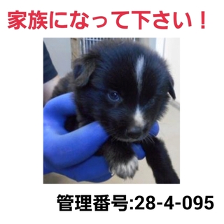 小さな命を救って下さい③助けて下さい!