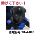 小さな命を救って下さい④助けて下さい!