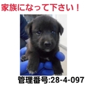 小さな命を救って下さい⑤助けて下さい!