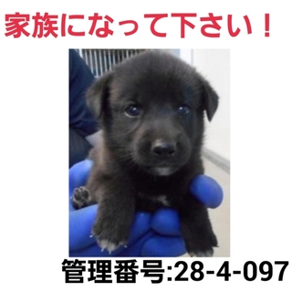 小さな命を救って下さい⑤助けて下さい!