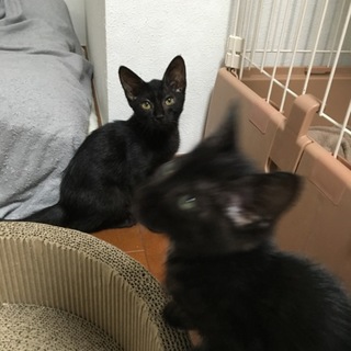 お空へ・・・『あわび』黒猫さん、尻尾が鍵尻尾、