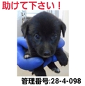 小さな命を救って下さい⑥助けて下さい!