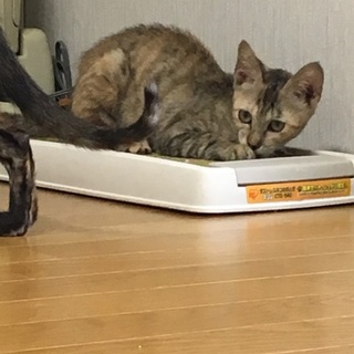 決定☆『ひなた』美猫の性格◎な女の子