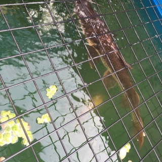 レッドテールタイガー 