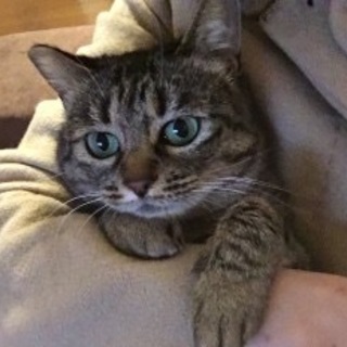 落ち着いた20代トラちゃん女の子