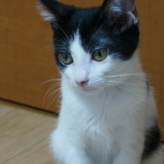 はち割れ美人さん