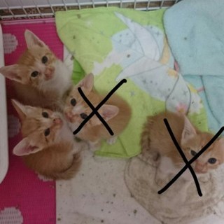 生後1ヶ月の子猫ちゃんの里親募集してます‼