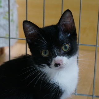 ユニークなお顔のはち割れちゃん