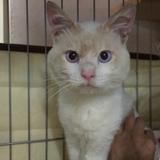 ベタベタ甘えっ子のクリームくん