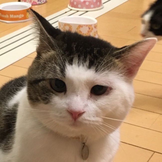 tizugonのカバー写真