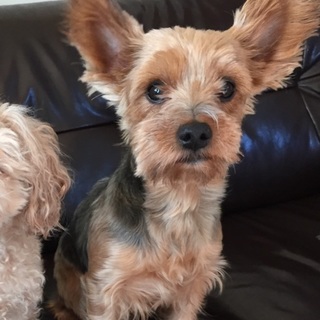 甘えん坊の可愛いヨークシャテリアです。