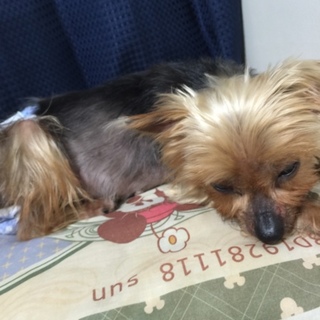 道路でさまよっている所を保護しました。