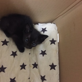 黒猫の子猫4兄弟！