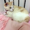 ママのベッド大好き。