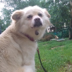 月例　９月の犬猫譲渡予約会（兼猫カフェ）