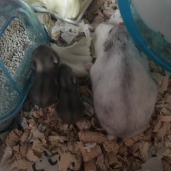 ちろたん達の食事