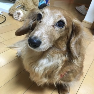 [里親急募]お願いします！！