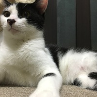 きくらげ