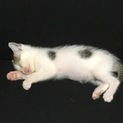 ゲリラ豪雨の生き抜いたこの子を助けてください。
