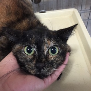 目がクリクリサビちゃん