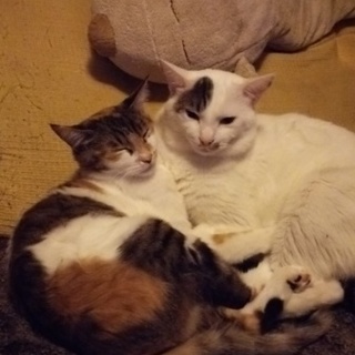 夫婦猫 里親募集