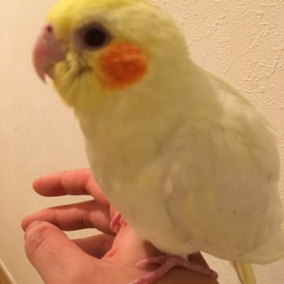 オカメインコの里親募集！