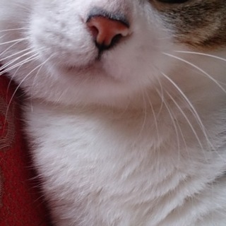 ハナちゃんの里親さん募集しています！