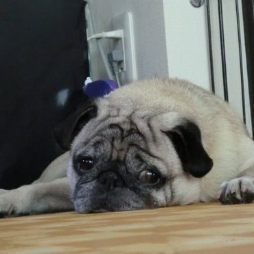 たーちゃんの写真