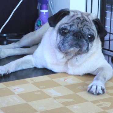 たーちゃんの写真