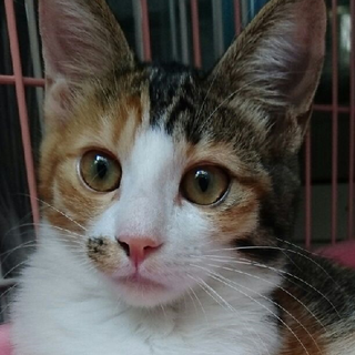 里親さま決定☆ゴミ部屋から保護した三毛猫
