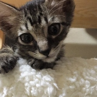 人懐っこい！甘えた兄妹♥　①キジトラのコッペちゃん