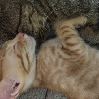 人懐っこい！甘えた兄妹♥　③茶トラのマフィンちゃん