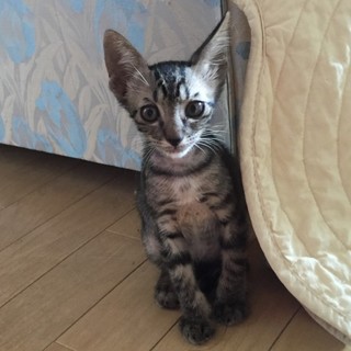 人懐っこい！甘えた兄妹♥ ④キジのピロシキちゃん