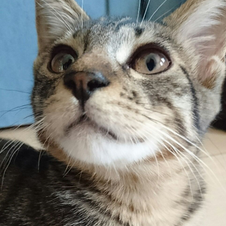 里親さま決定☆ゴミ部屋から保護したキジ猫くん