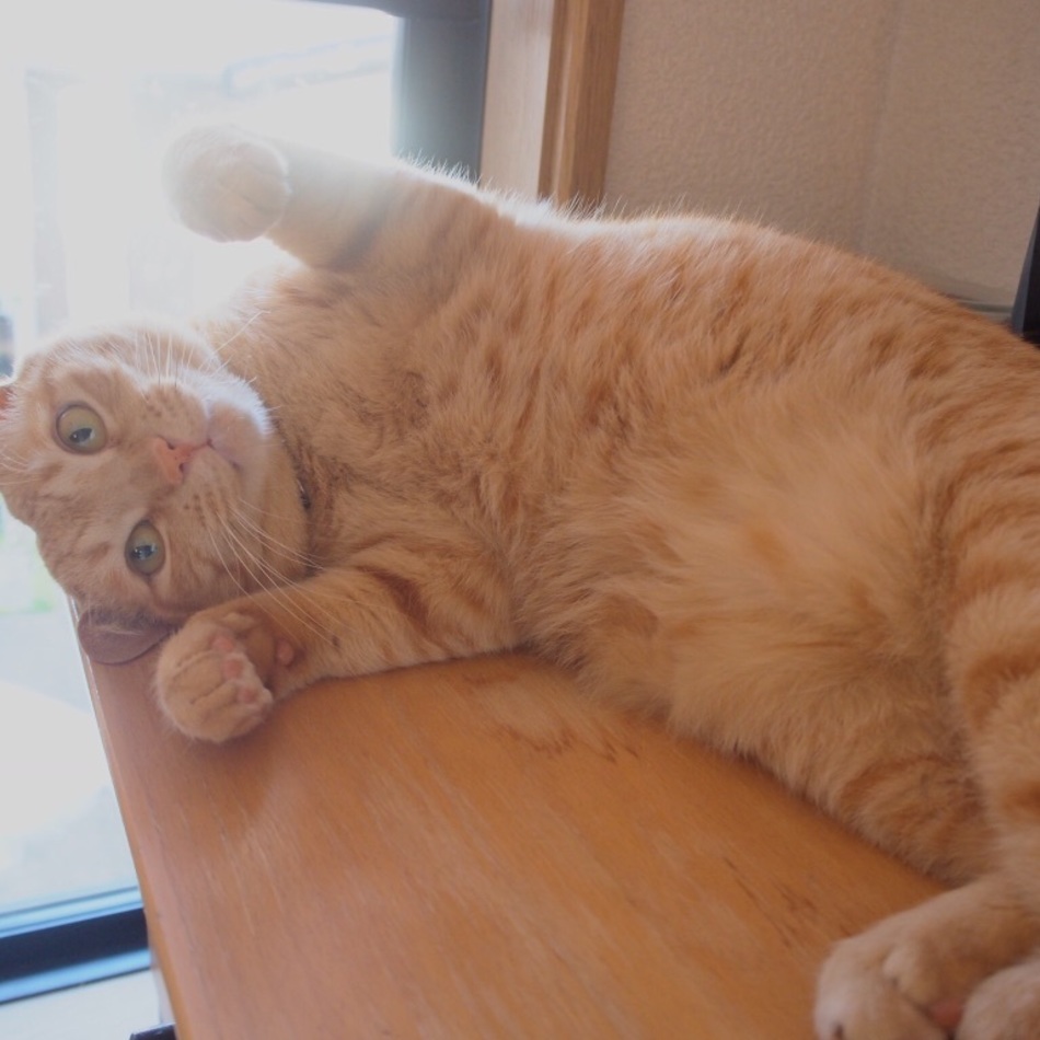 アルのカバー写真