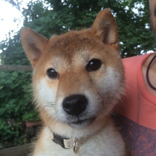 1歳ちっちゃなちっちゃな柴犬「ぜんざい」ちゃん