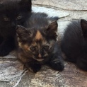 捨て猫(子猫)の里親さん募集