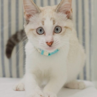 キラキラにゃんこ☆シャムミックス