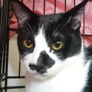 上様１歳半オス、膝の上でテレビを見るのが好きな黒白