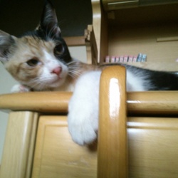 保護中の３ニャン