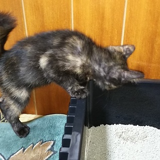 にこにこさび猫
