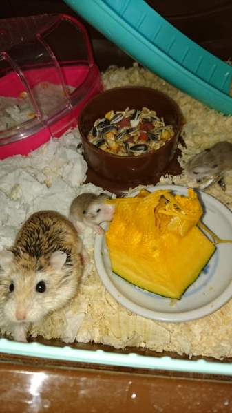 ロボロフスキーハムスター 埼玉県 小動物の里親募集 ペットのおうち 月間利用者150万人