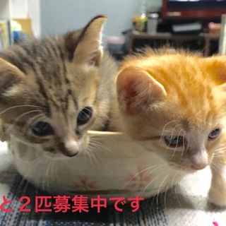 7/23産まれの子猫です！