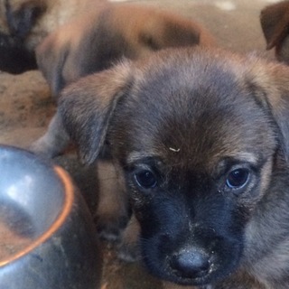 子犬里親さん募集(雑種、2ヵ月)